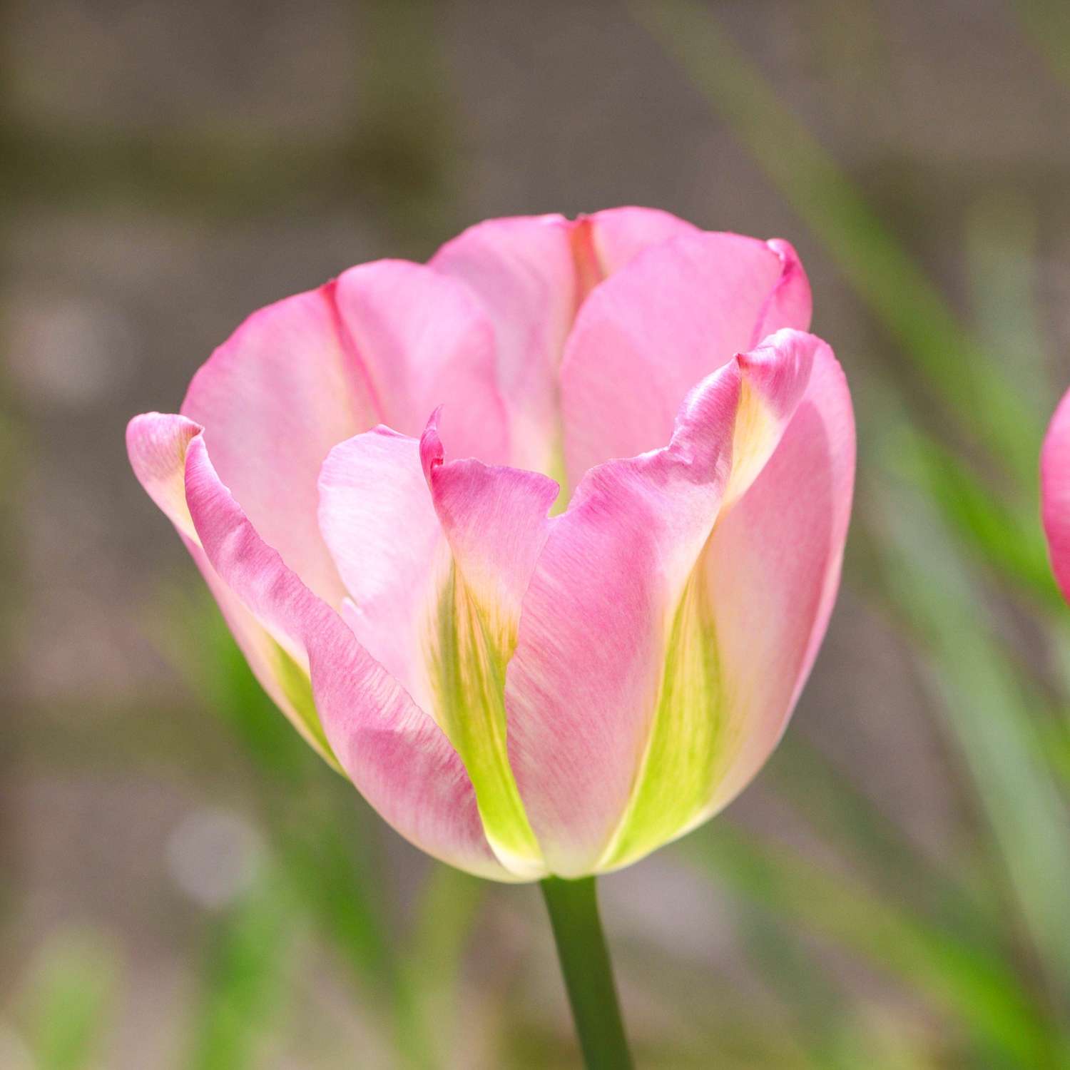 Tulpe 'Greenland'